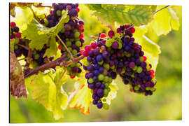 Aluminium print Black grapes