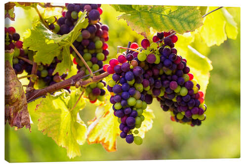 Tableau sur toile Raisins noirs