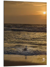 Aluminium print Seagull in the sunset