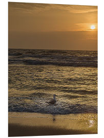 Foam board print Seagull in the sunset