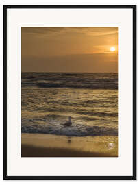 Gerahmter Kunstdruck Möwe im Sonnenuntergang