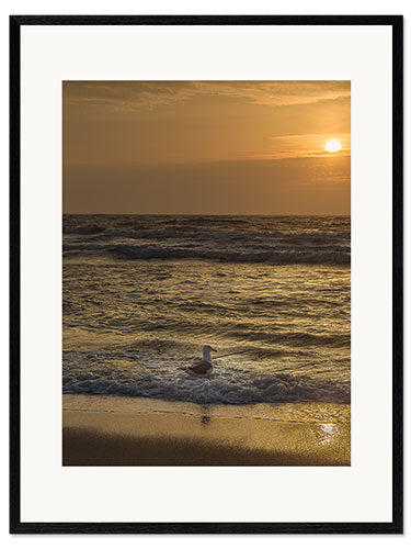 Impresión de arte enmarcada Seagull in the sunset