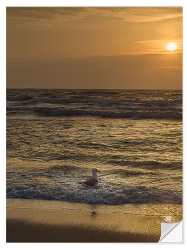 Muursticker Seagull in the sunset