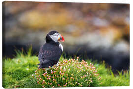 Canvastavla Puffins on Lunga Island