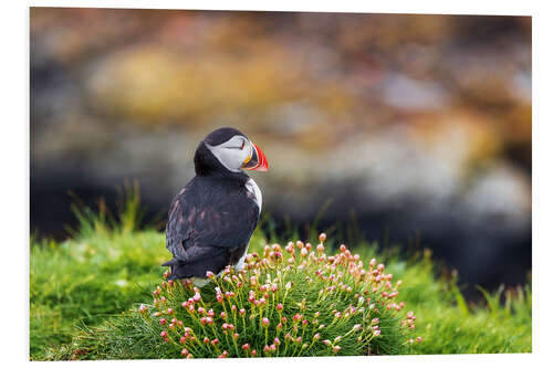 Foam board print Puffins on Lunga Island