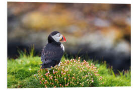 Foam board print Puffins on Lunga Island