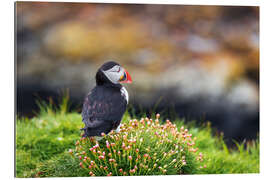 Gallery print Puffins on Lunga Island