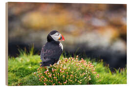 Quadro de madeira Puffins on Lunga Island