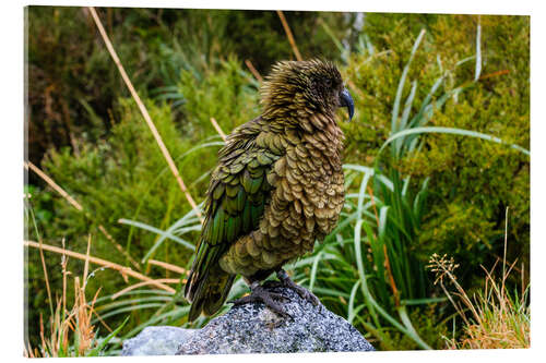 Acrylic print Kea mountain parrot