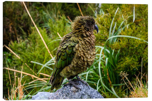 Canvas-taulu Kea mountain parrot