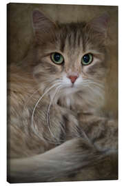 Canvas print Siberian cat 2