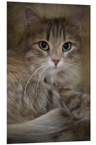 Foam board print Siberian cat 2