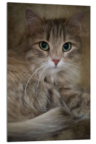 Gallery print Siberian cat 2