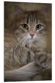 Gallery print Siberian cat 2