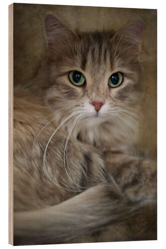 Wood print Siberian cat 2