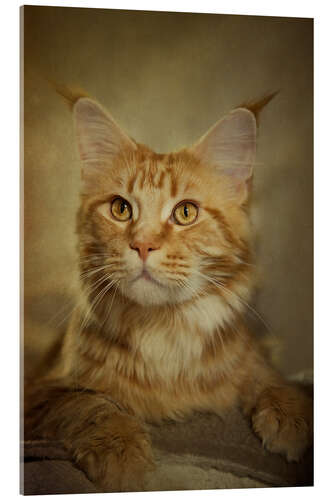 Acrylic print Maine Coon