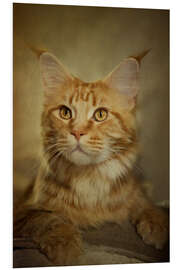 Foam board print Maine Coon