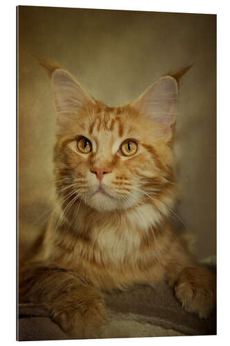 Gallery print Maine Coon