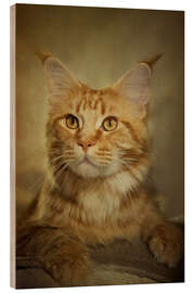 Wood print Maine Coon