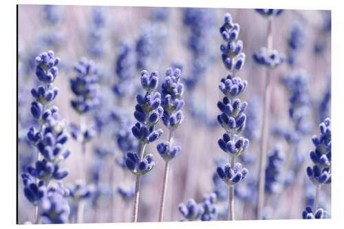 Aluminium print Lavender Scent V