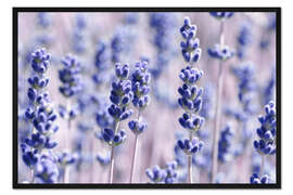 Gerahmter Kunstdruck Lavendelduft V
