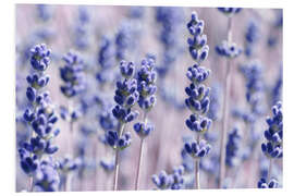 Foam board print Lavender Scent V