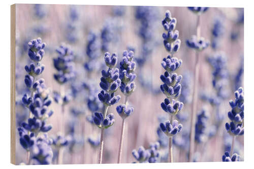 Puutaulu Lavender Scent V
