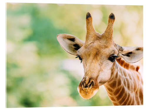 Akrylglastavla Cute Giraffe Portrait