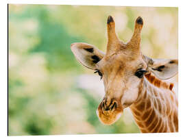 Aluminium print Cute Giraffe Portrait