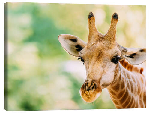 Canvas print Cute Giraffe Portrait