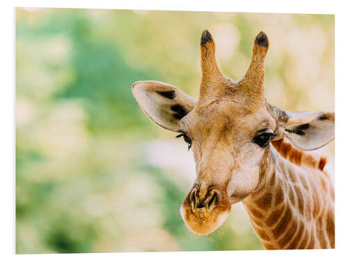 Foam board print Cute Giraffe Portrait