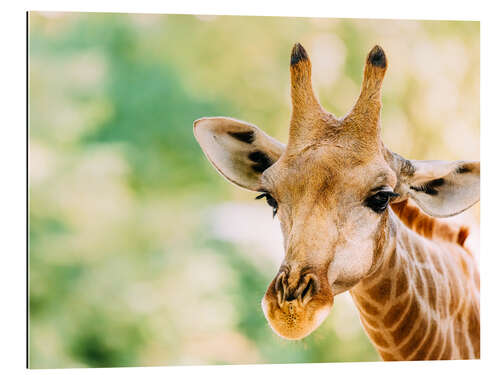 Gallery print Cute Giraffe Portrait