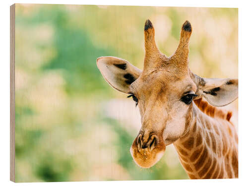 Stampa su legno Cute Giraffe Portrait