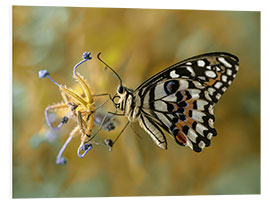 Foam board print Papilio demoleus butterfly