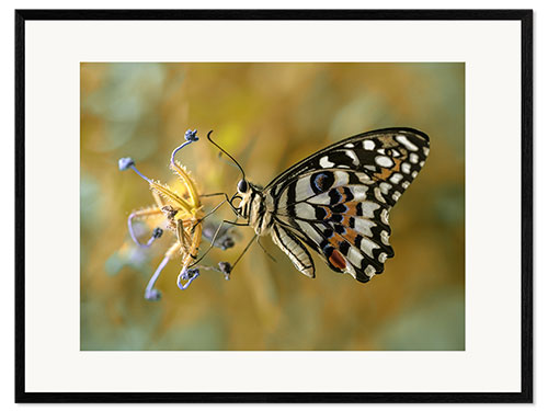 Impressão artística com moldura Papilio demoleus butterfly