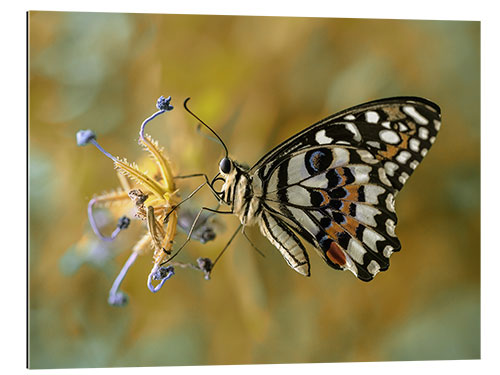 Gallery print Papilio demoleus butterfly