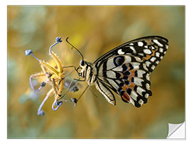 Wandsticker Papilio-demoleus-Schmetterling