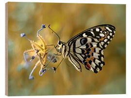 Holzbild Papilio-demoleus-Schmetterling