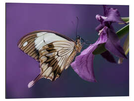 Aluminiumtavla Pretty butterfly on pink flower