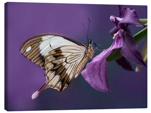 Tableau sur toile Joli papillon sur une fleur rose