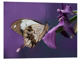 PVC print Pretty butterfly on pink flower