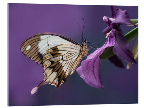 Gallery Print Hübscher Schmetterling auf rosa Blume