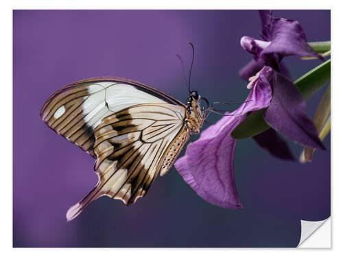 Selvklæbende plakat Pretty butterfly on pink flower