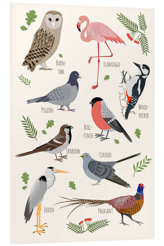 Foam board print Bird Species - English