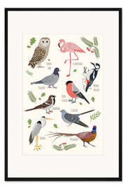 Gerahmter Kunstdruck Vogelarten - Englisch