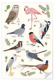 Wall sticker Bird Species - English - Kidz Collection