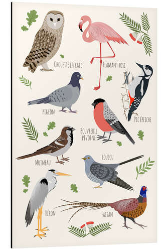 Aluminium print Bird species - French