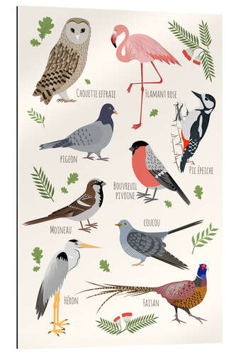 Gallery print Bird species - French