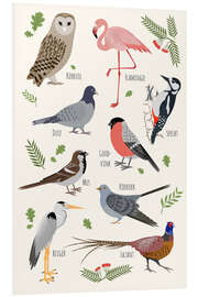 Foam board print Bird species - Dutch