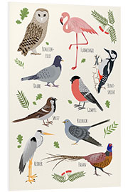 Foam board print Bird species (German)